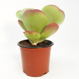 Kalanchoe thyrsiflora