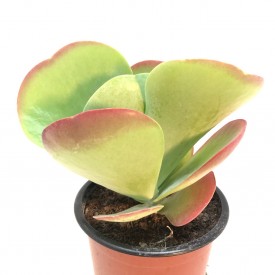 Kalanchoe thyrsiflora
