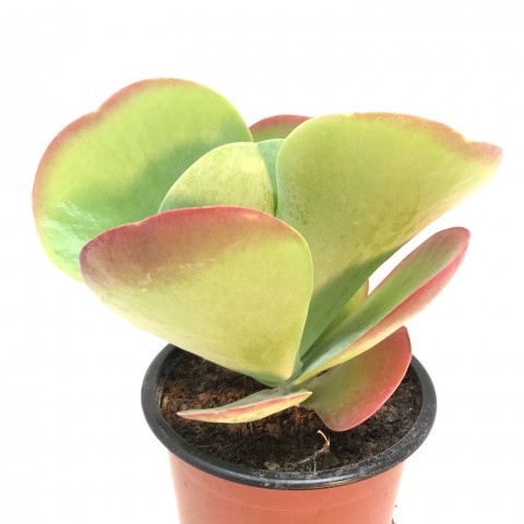 Kalanchoe thyrsiflora