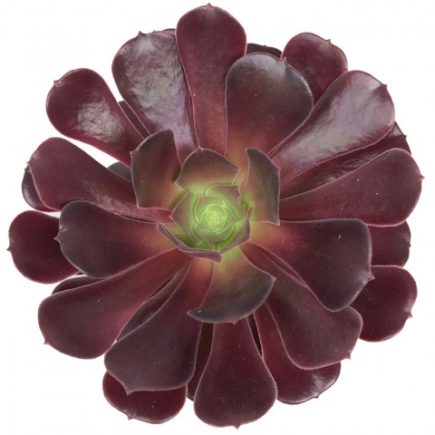 Aeonium 'Velour'