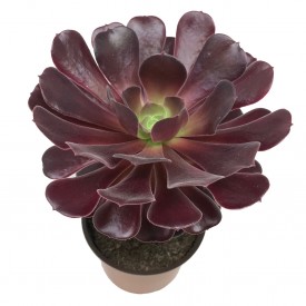Aeonium 'Velour'