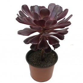 Aeonium 'Velour'