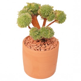 Aeonium tabuliforme form. cristata