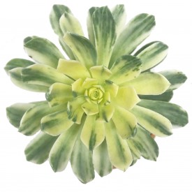 Aeonium 'Suncup '