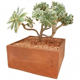 Aeonium 'Sunburst' Form. kistata