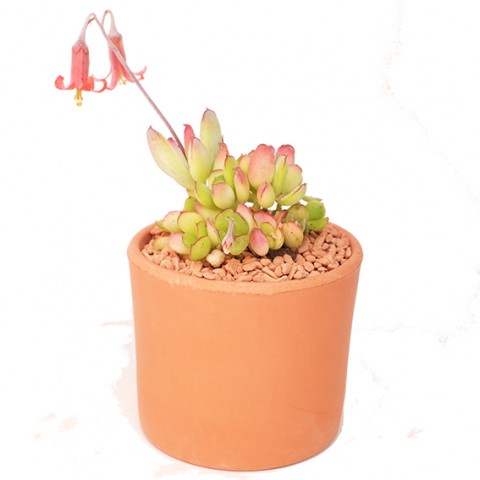 Cotyledon elisae