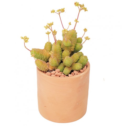 Crassula columella