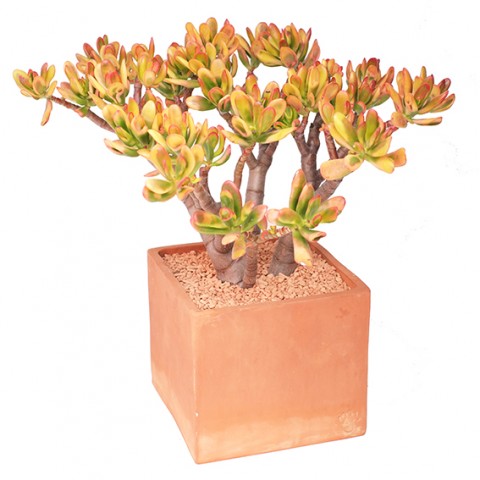 Crassula ovata 'Red Horn Tree'