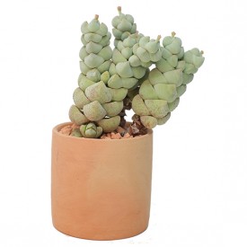 Crassula plegmatoides