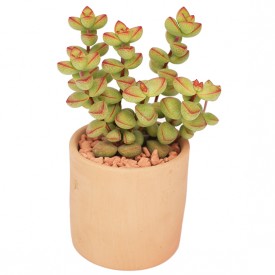 Crassula brevifolia
