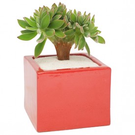 Echeveria coccinea form. cristata