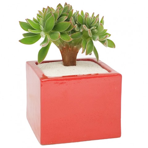 Echeveria coccinea form. cristata