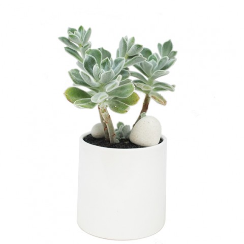 Echeveria pulvinata 'Frosty'