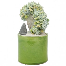 Echeveria pulvinata 'Frosty' form. cristata