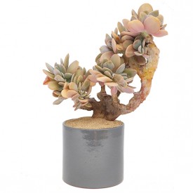 Graptoveria 'Fred Ives' form. cristata