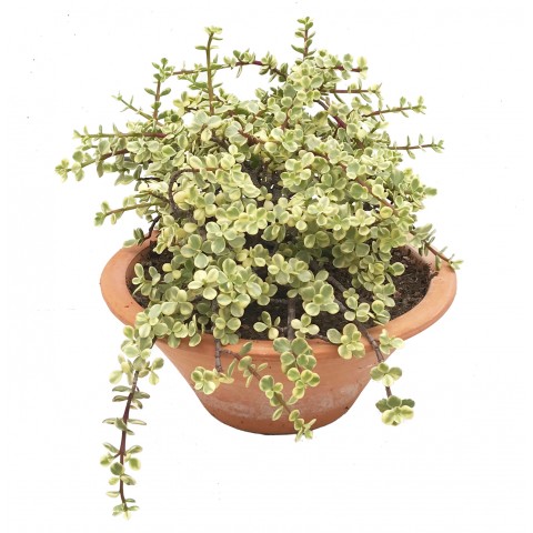 Portulacaria afra 'Variegata'