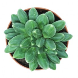 Pachyphytum ‘Chiseled Stone’ form. cristata