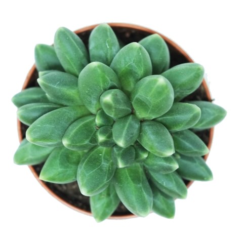 Pachyphytum ‘Chiseled Stone’ form. cristata