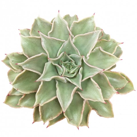 Echeveria 'Madiba'