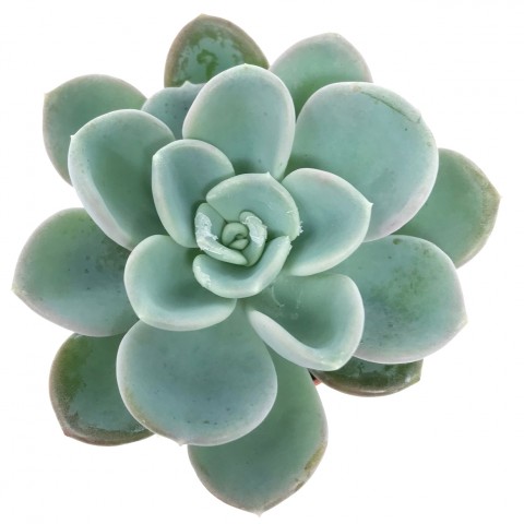 Pachyveria 'Orpet'