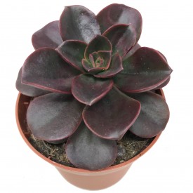 Echeveria 'Melaco'