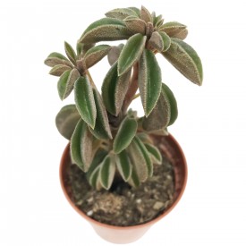 Peperomia dolabriformis
