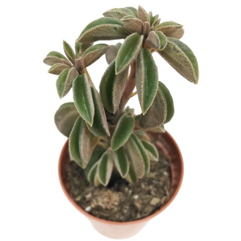 Peperomia dolabriformis