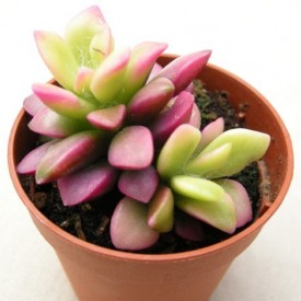 Anacampseros rubescens 'Sunrise'