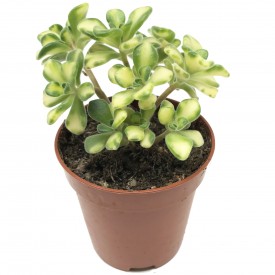 Aeonium Lindley 'Variegata'