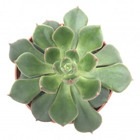 Echeveria 'Joe Daniel '