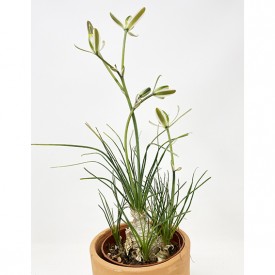 Albuca namaquensis