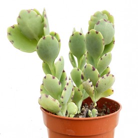 Kalanchoe laxiflora
