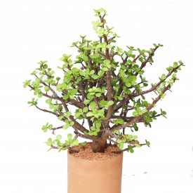 Portulacaria afra