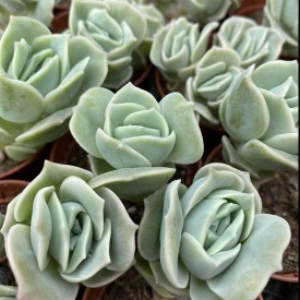 Graptoveria 'Lovely Rose '