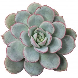 Echeveria subcorymbosa Lau026