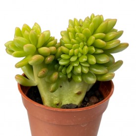 Forma di Sedum lucidum. cristata