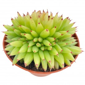 Echeveria agavoides 'Elkhorn' Form. kistata