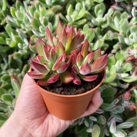 Echeveria 'Devozione'