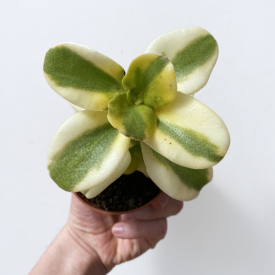 Crassula multicava variegata