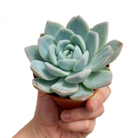 echeveria 'Jade Butterfy'