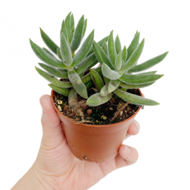 Crassula mesembryanthoides