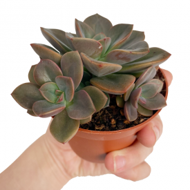 Echeveria 'Chroma'