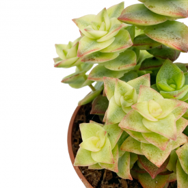 Crassula perforata 'Variegata '