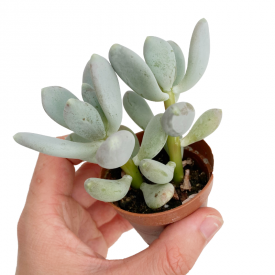 Pachyphytum glutinicaule