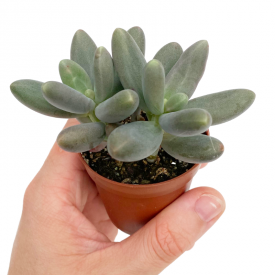 Pachyphytum 'Captain Jessop'