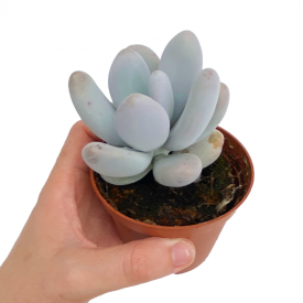 Pachyphytum oviferum