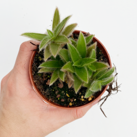 Cyanotis somaliensis