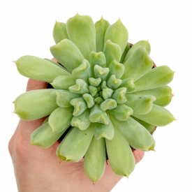 Echeveria 'Irish Mint'