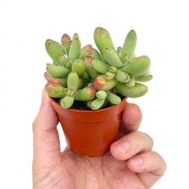 Crassula nudicaulis var. herrei