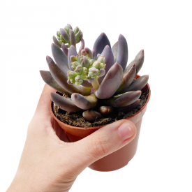 Sedeveria 'Blue Mist'